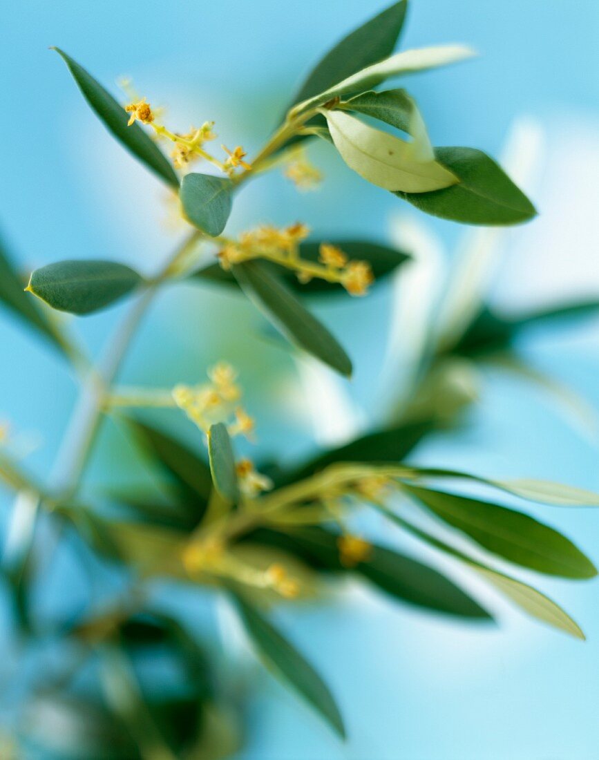 Flowering olive branch