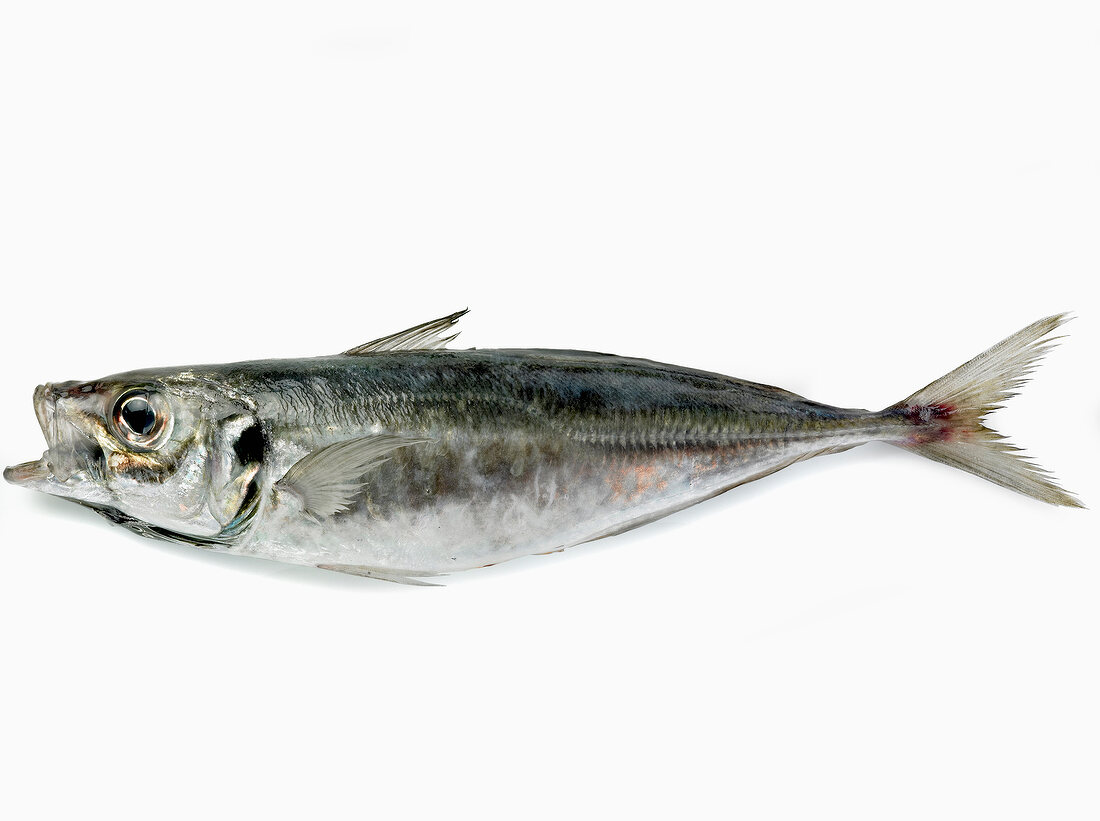 Saurel marine fish