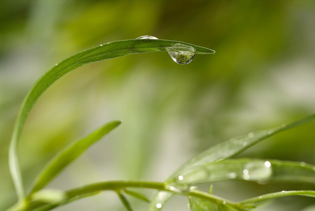 Drops of water on tarragon