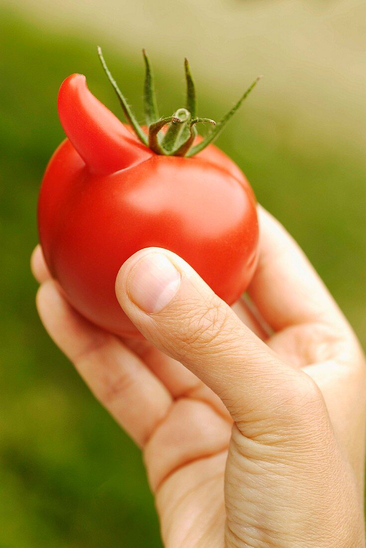 Hand hält eine deformierte Tomate mit Nase
