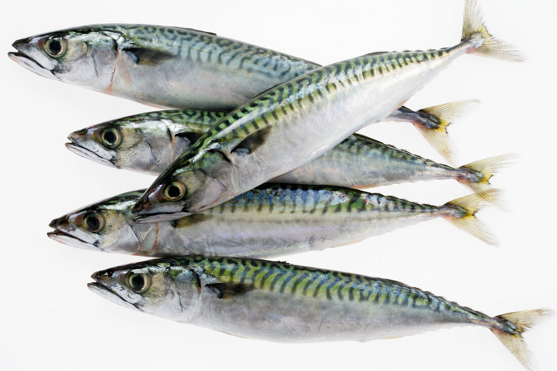 Mackerels