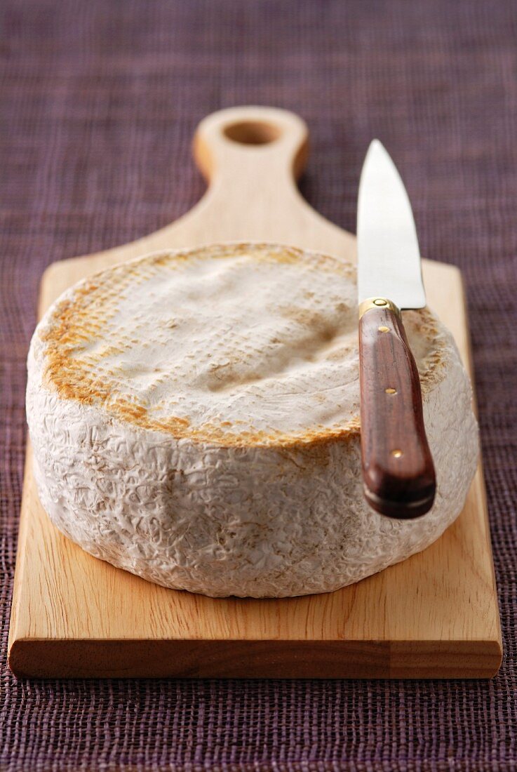 Französischer Tomme de Lozère