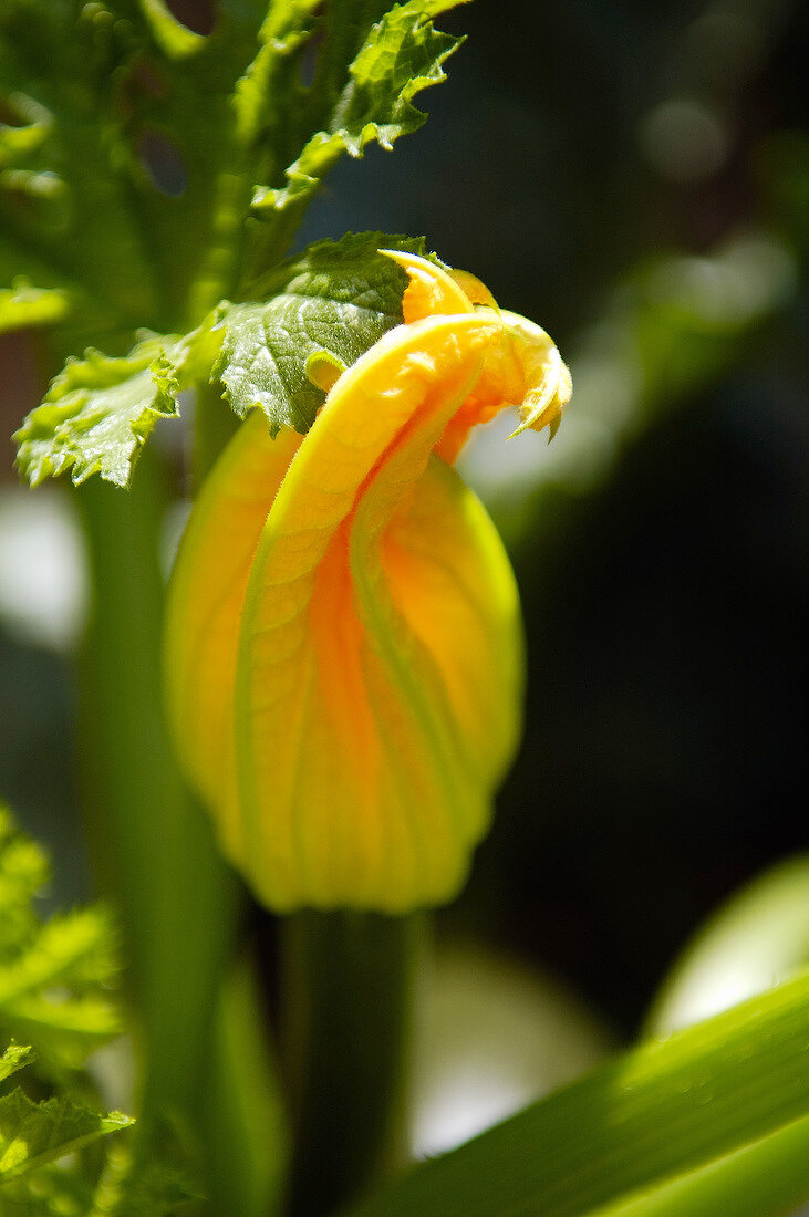 Courgette flower on the plant in the sun