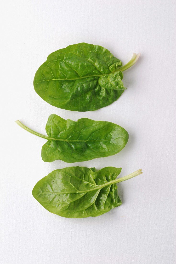 Fresh spinach shoots