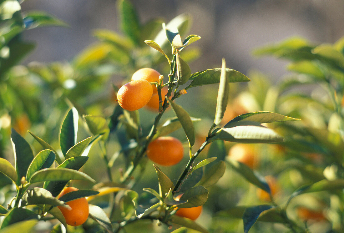 Kumquats am Baum