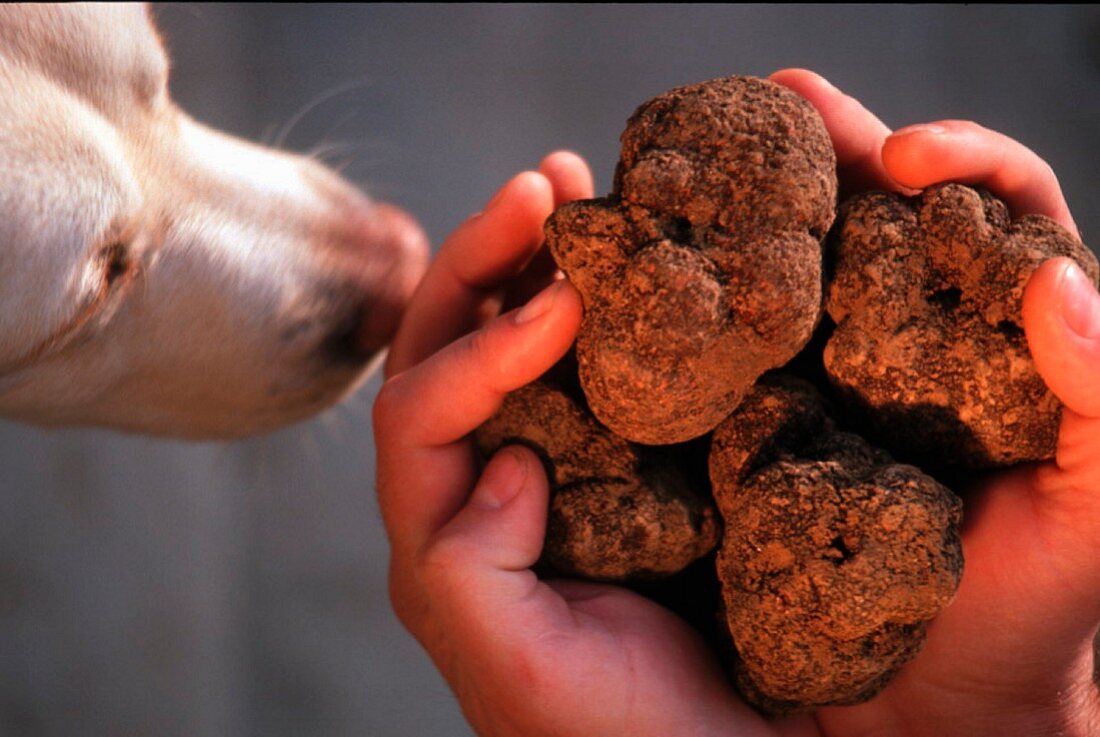 A dog sniffing fresh truffles