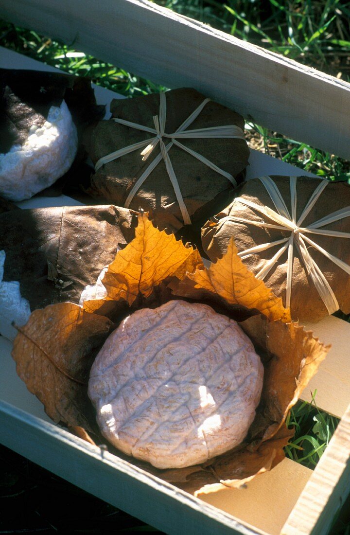 Banon (französischer Weichkäse) in einer Holzkiste