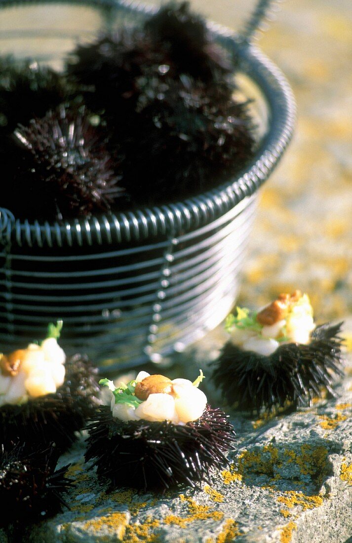 Seeigel mit Jakobsmuscheln neben Metallkorb