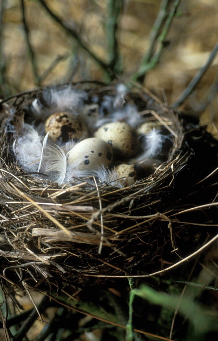 Wachteleier mit Federn im Nest