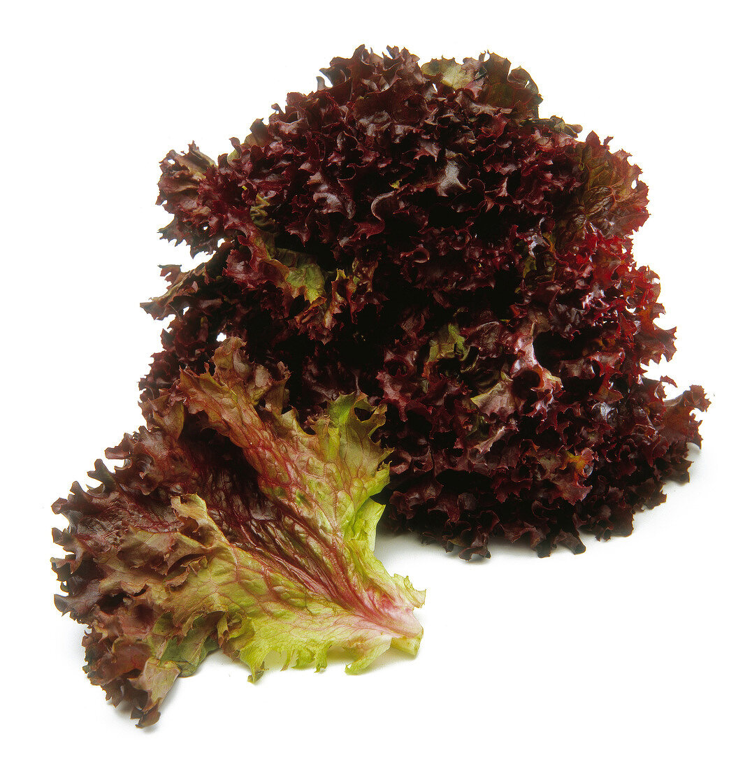 Red Lollo Rosso lettuce