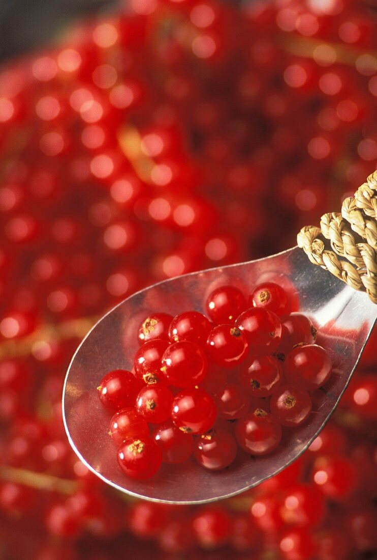 Rote Johannisbeeren auf Löffel