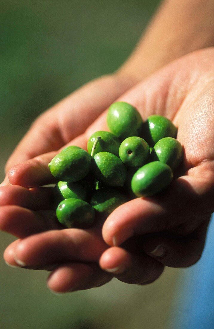 Hände mit grünen Oliven