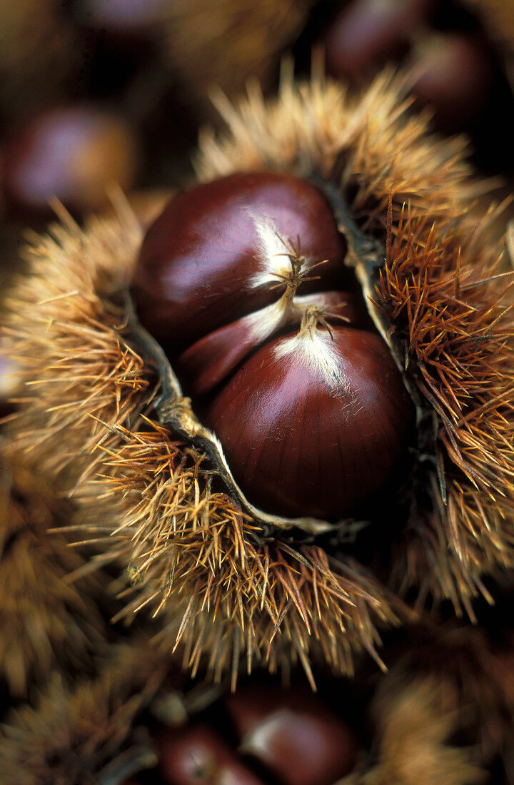 Chestnut in pod