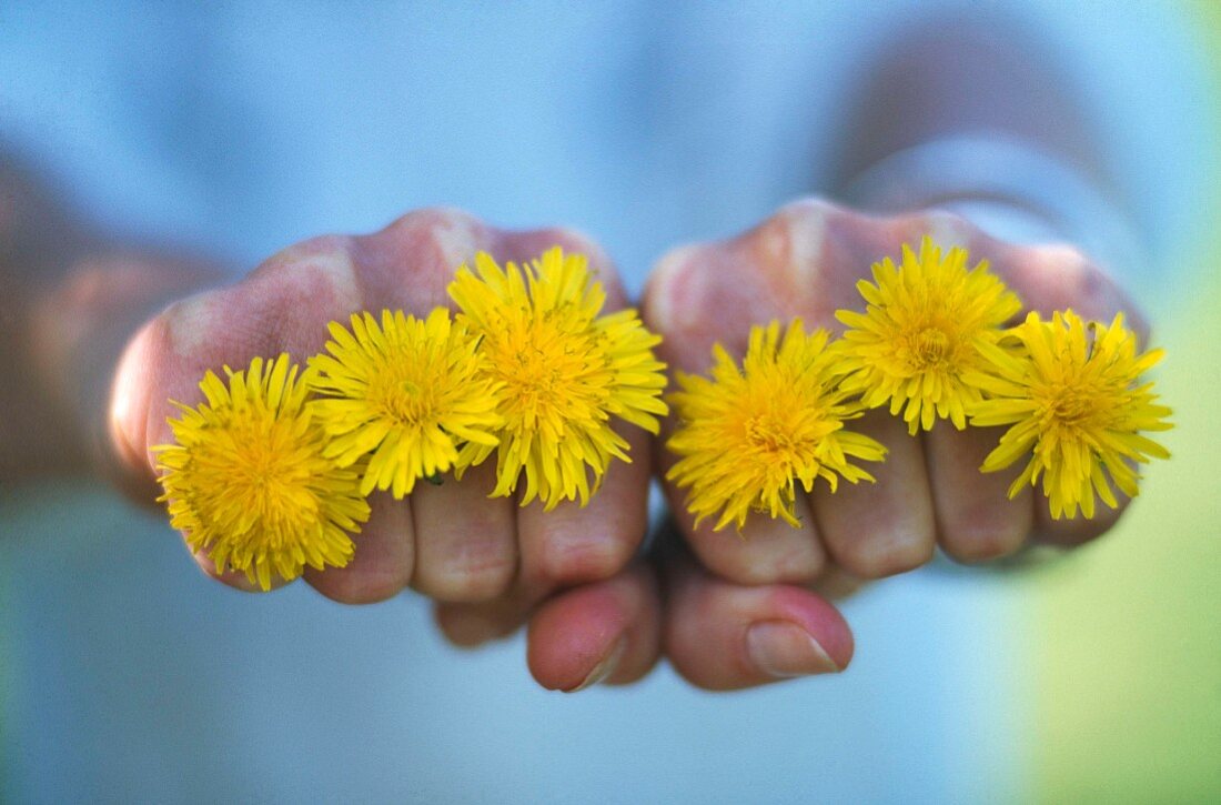 Mit Löwenzahnblüten geschmückte Hand