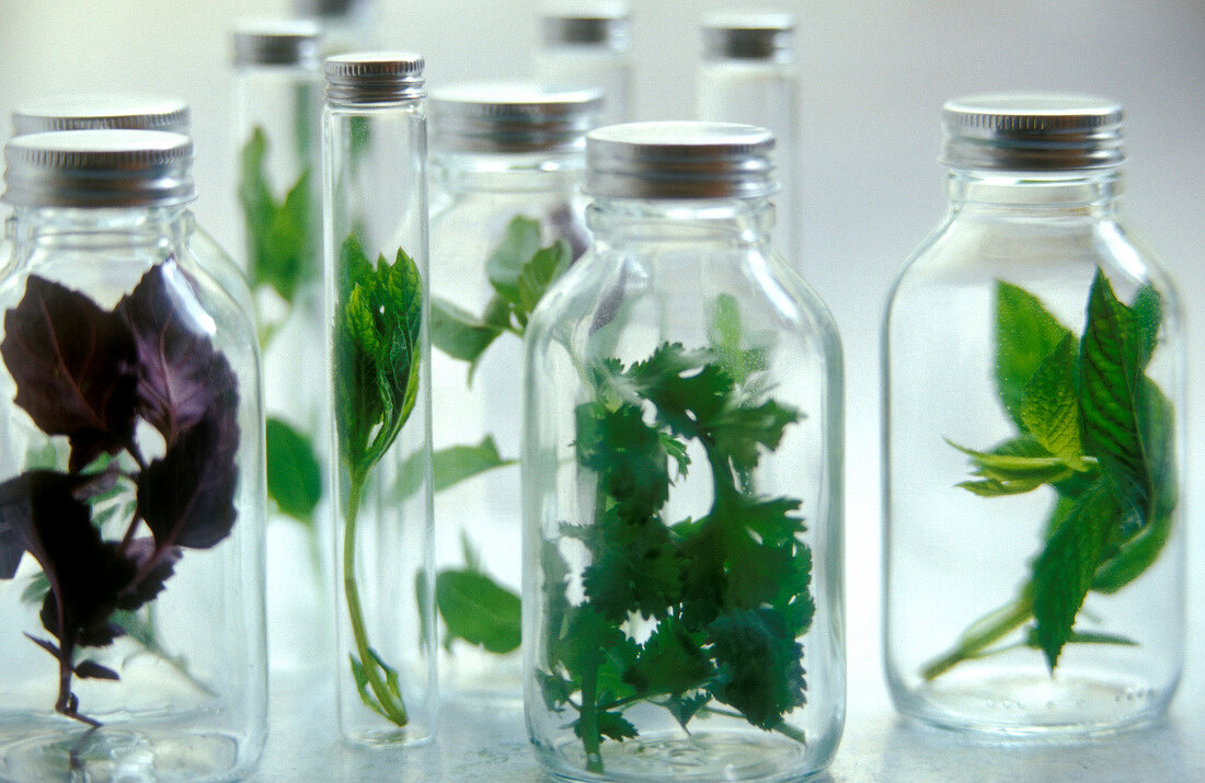 Fresh herbs in jars