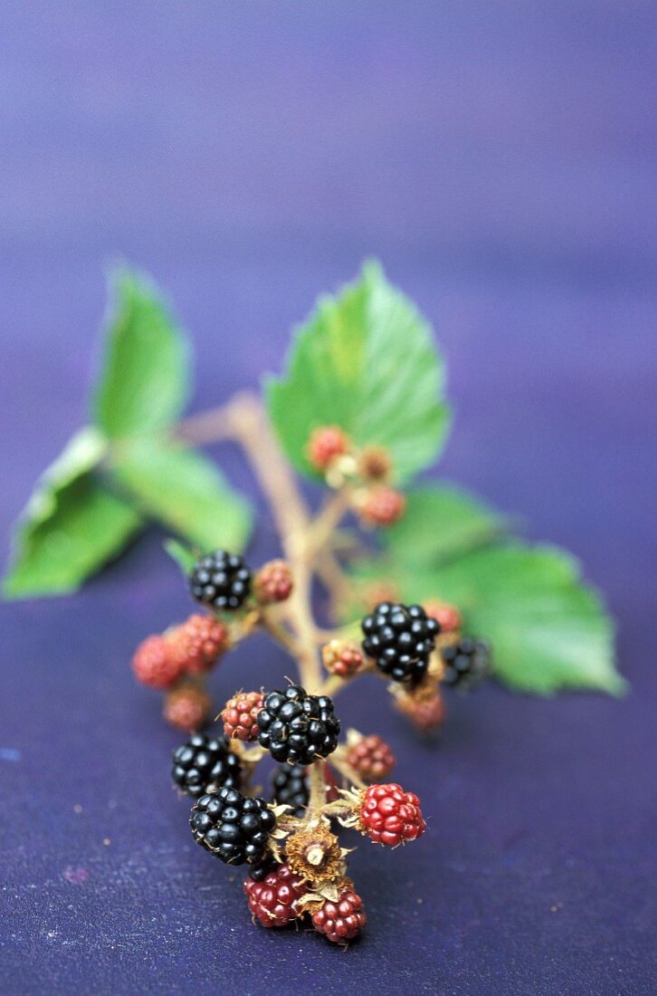 Small branch of blackberries