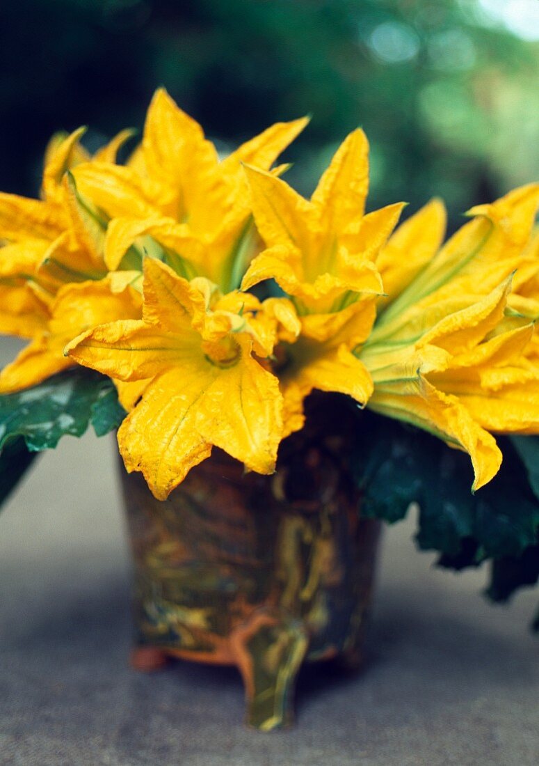 Zucchiniblüten in einer Vase