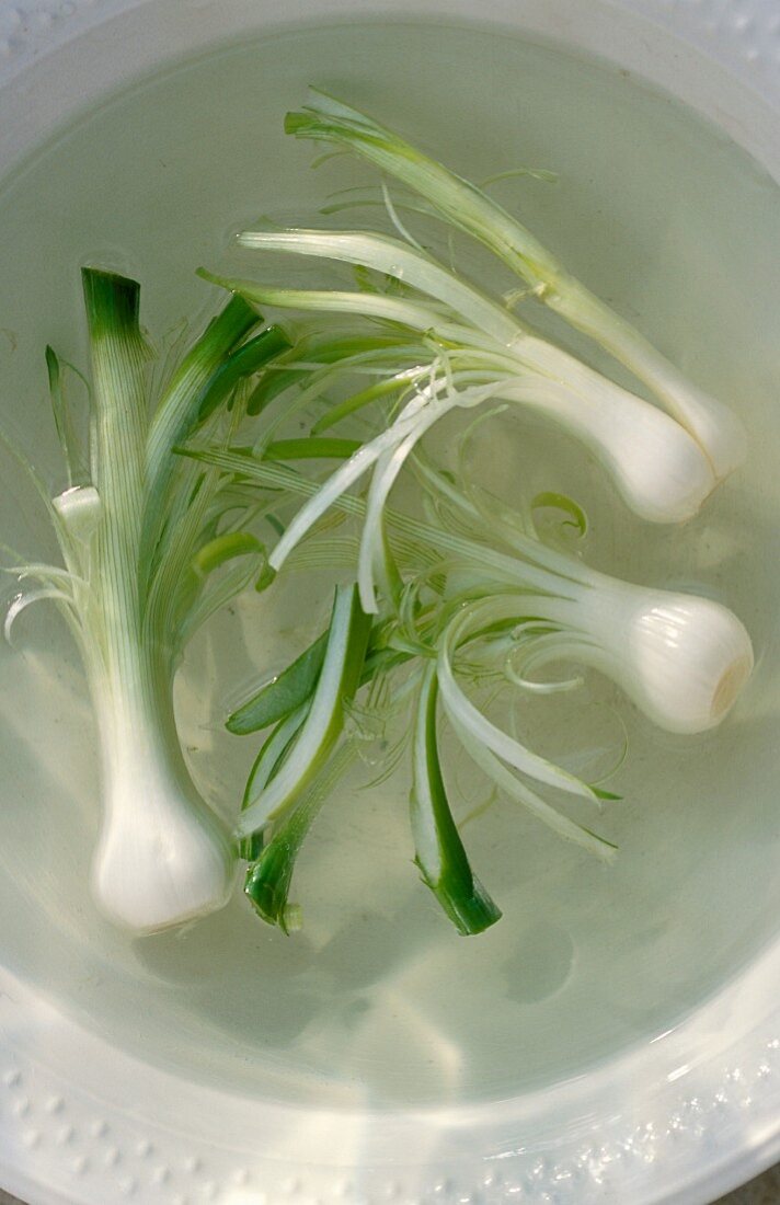 Spring onions in water