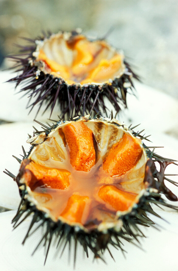 Opened sea urchins (topic: sea urchins)