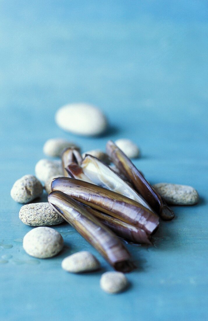 An arrangement of razor clams