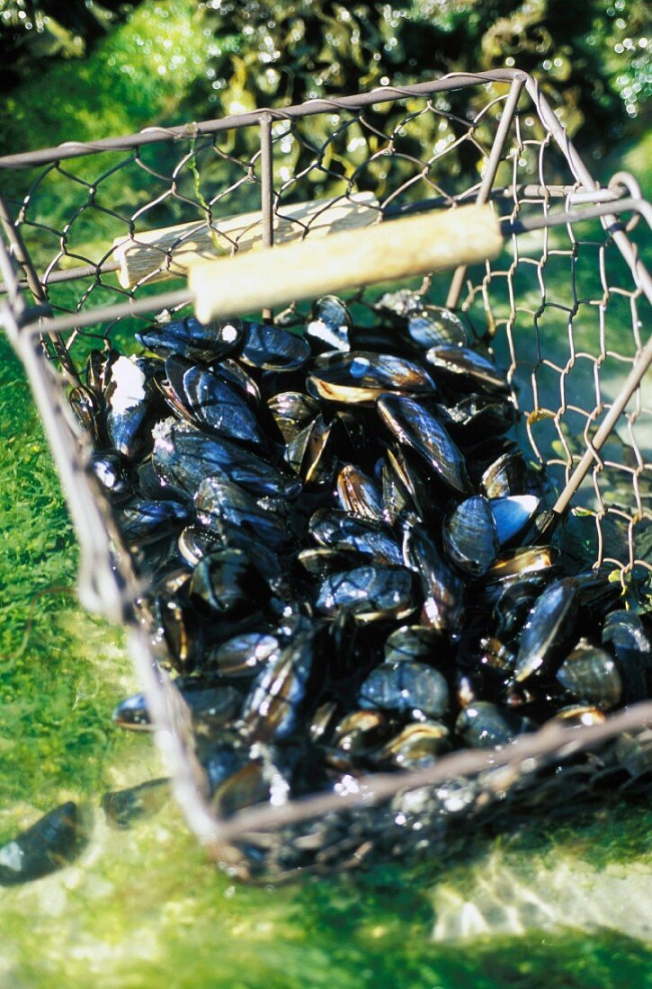 Basket of mussels (topic: mussels)