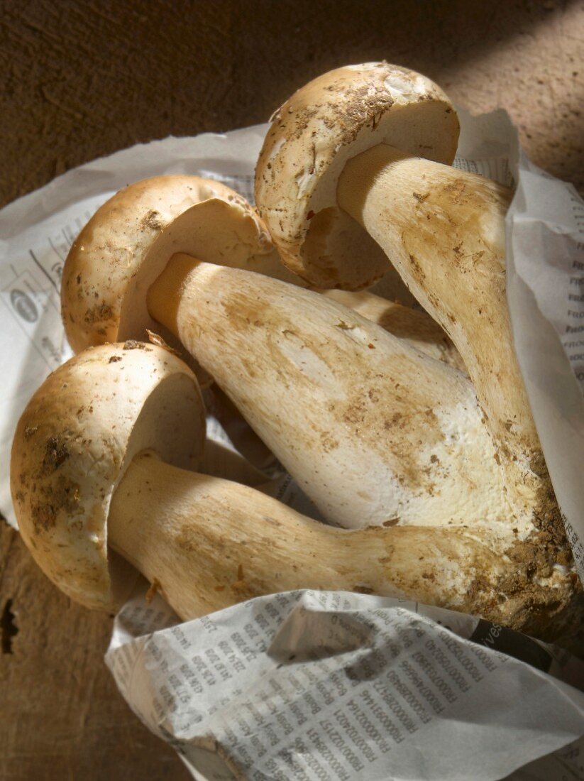 Ceps