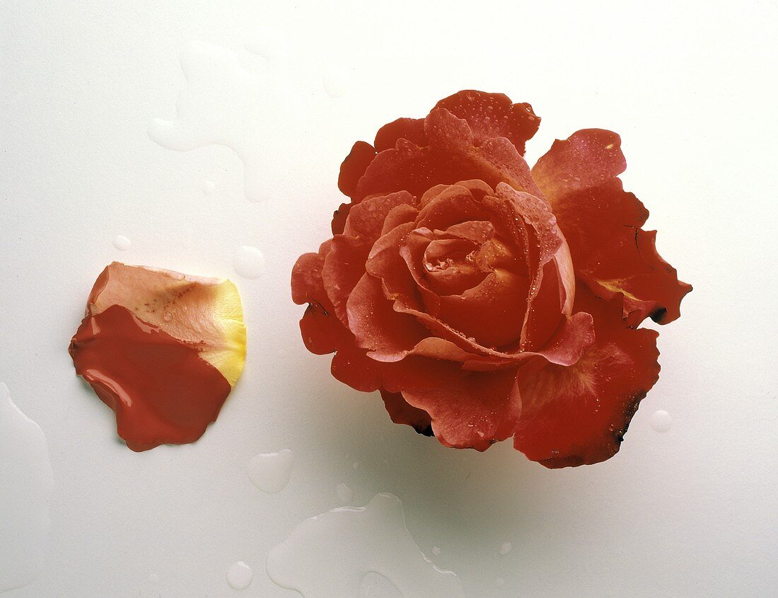 Aufgeblühte rote Rose mit Wassertropfen & ein Blütenblatt
