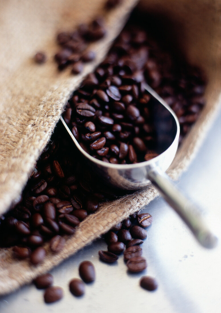 Kaffeebohnen im Jutesack mit Kaffeeschaufel