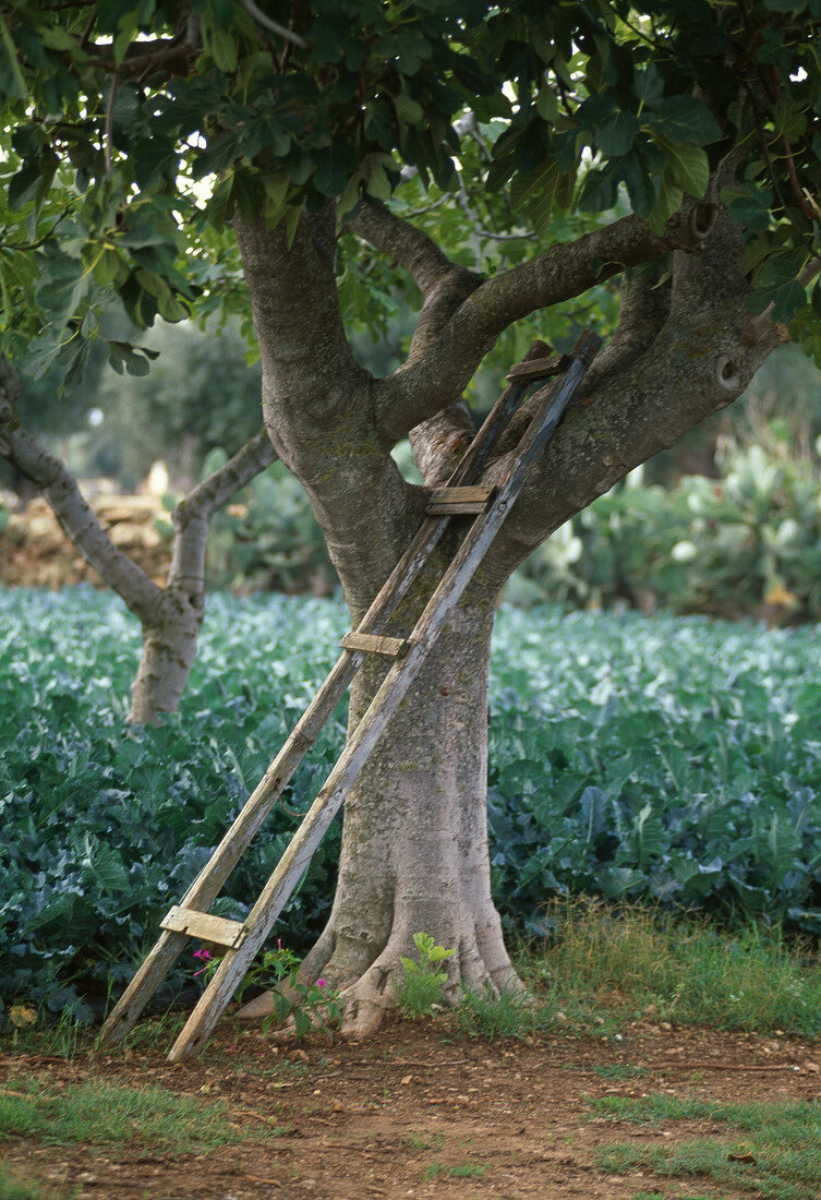 Olivenbäume