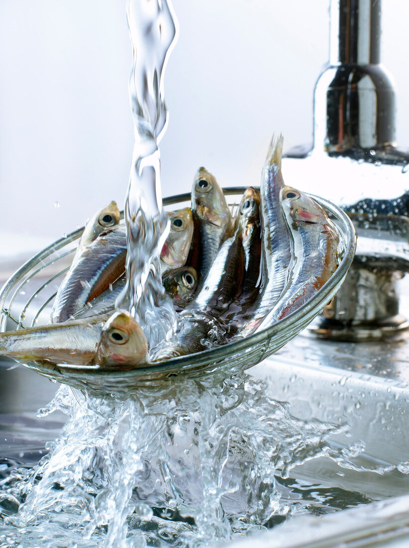 Rinsing anchovies in the sink