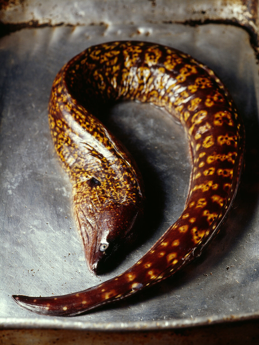 Moray eel