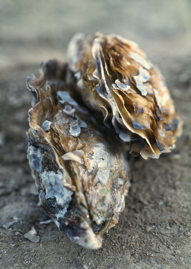 Zwei geschlossene Austern