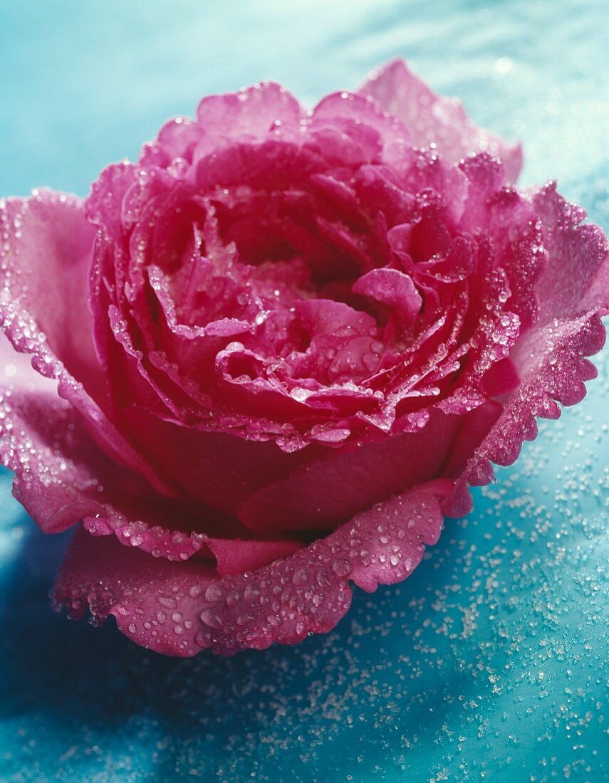 Crystallized rose