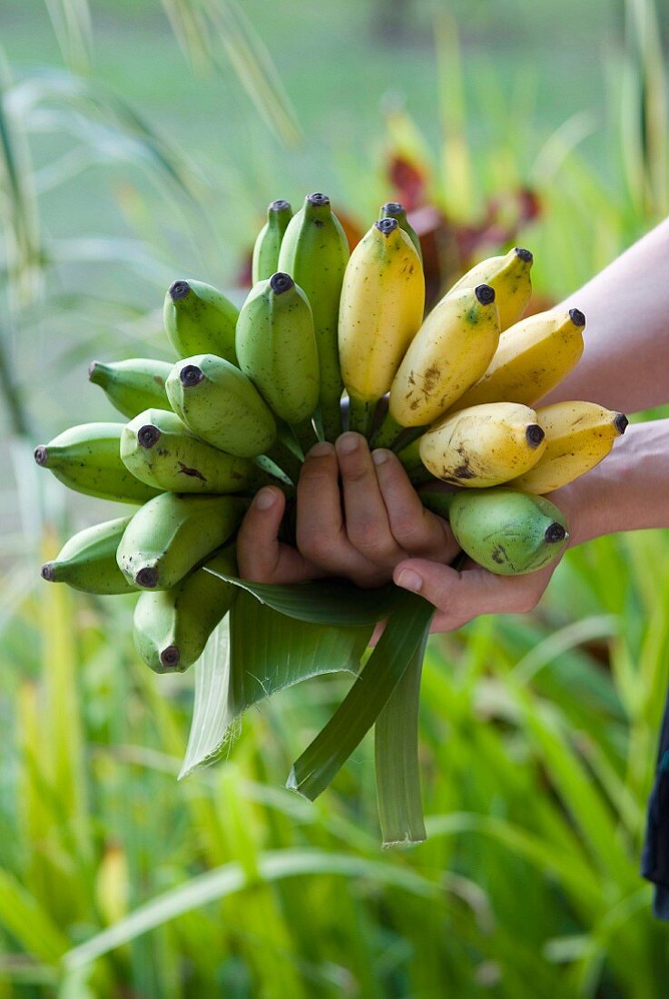 Hände halten frisch geerntete Babybananen