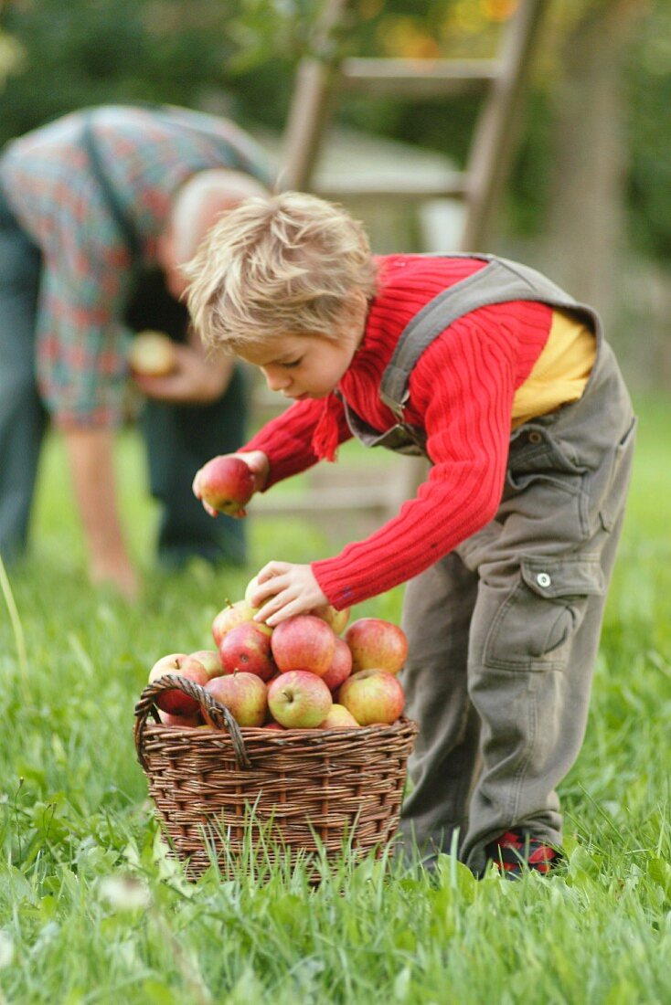 Man and child picking apples