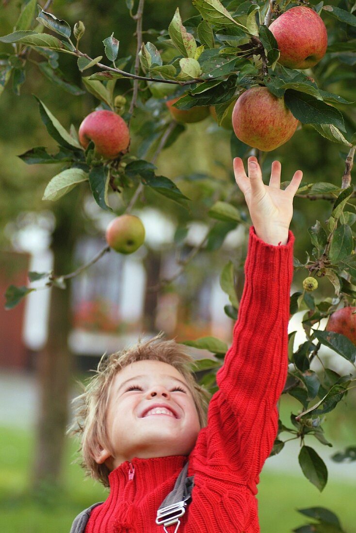 Kind pflückt Äpfel vom Baum