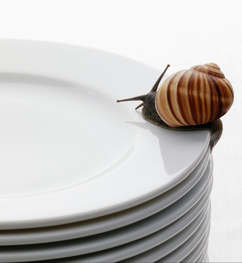 Live snail on a pile of plates