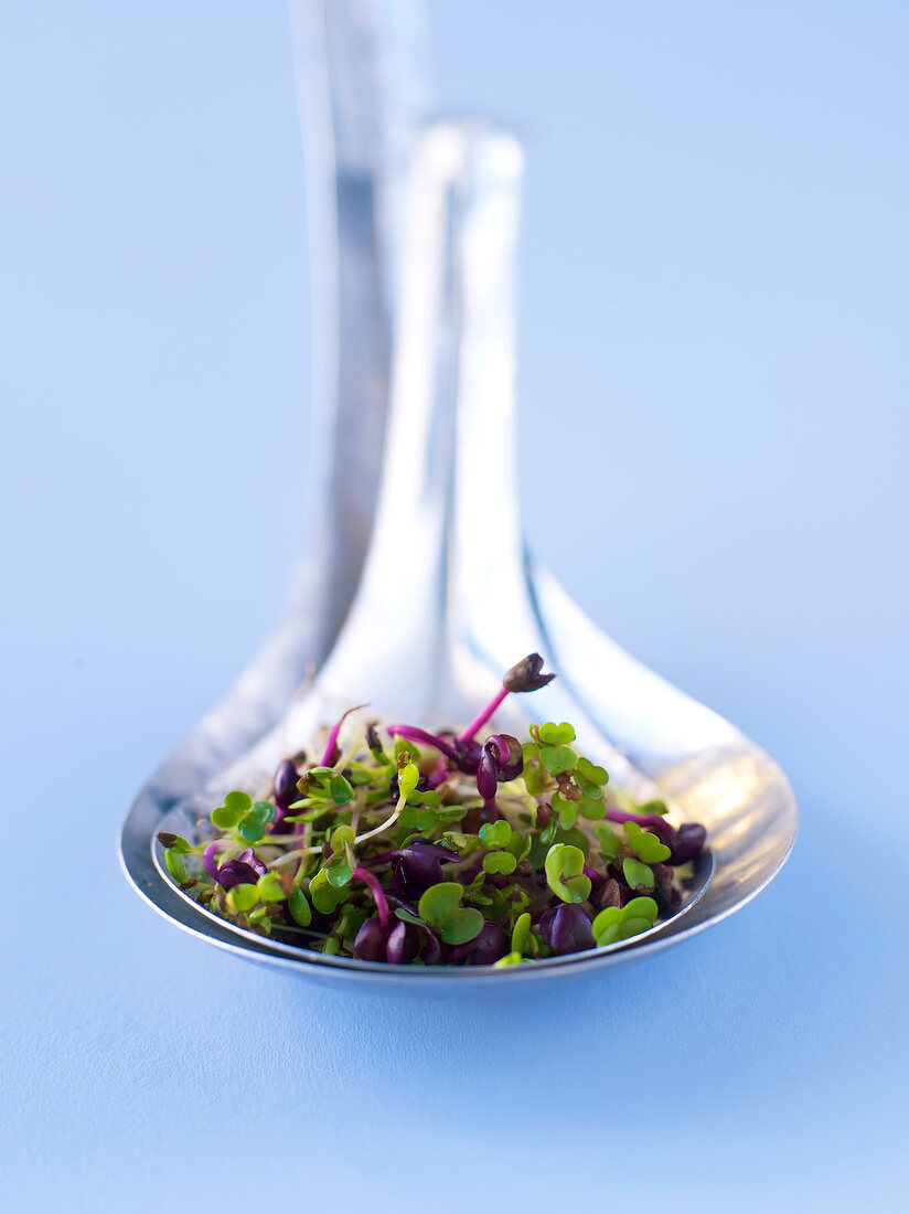 Purple radish sprouts and alfafa sprouts