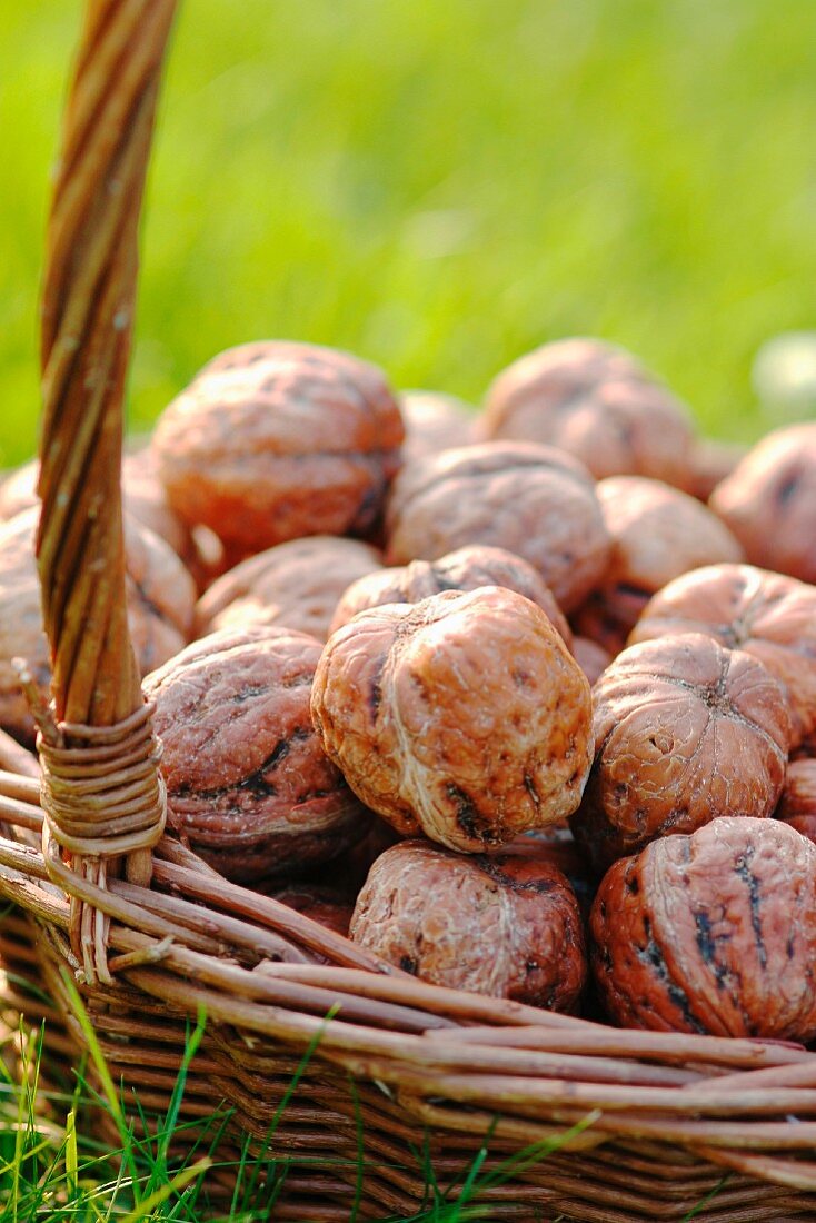 Basket of walnuts in the grass