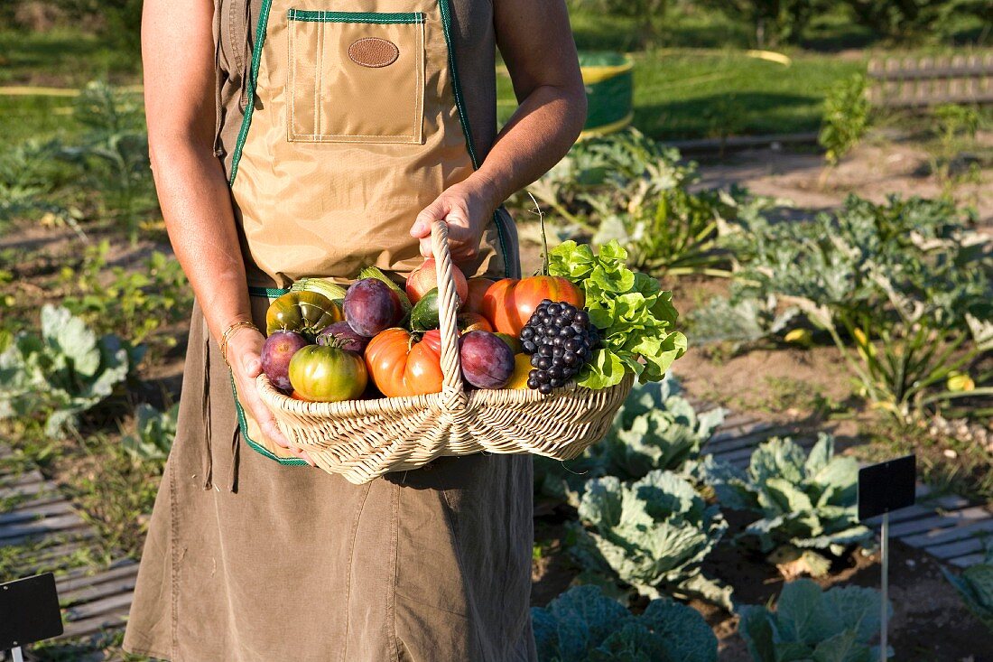 Mann hält einen Korb mit frischem Gemüse und Obst im Gemüsegarten
