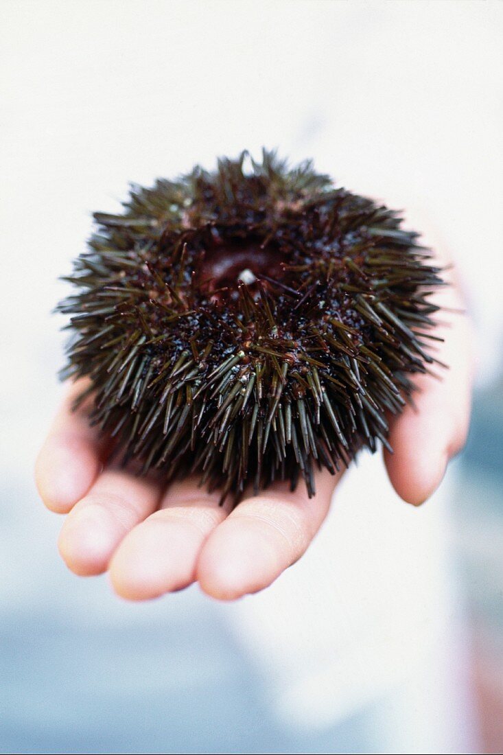 Urchin