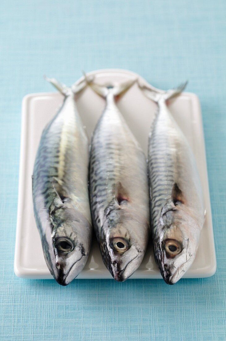 Three raw mackerels