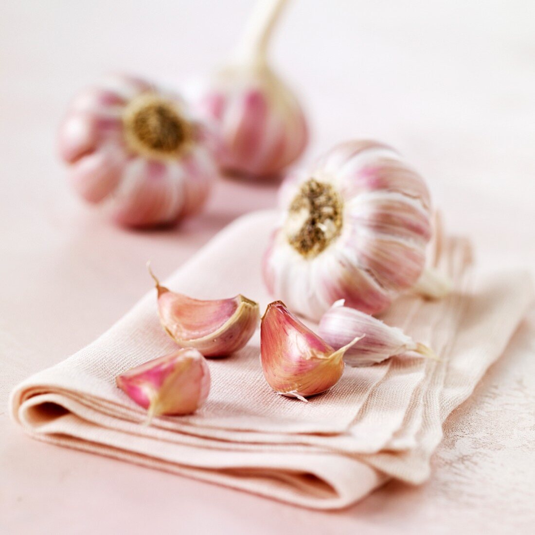 Head of pink garlic