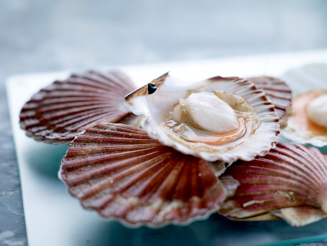 Raw scallops