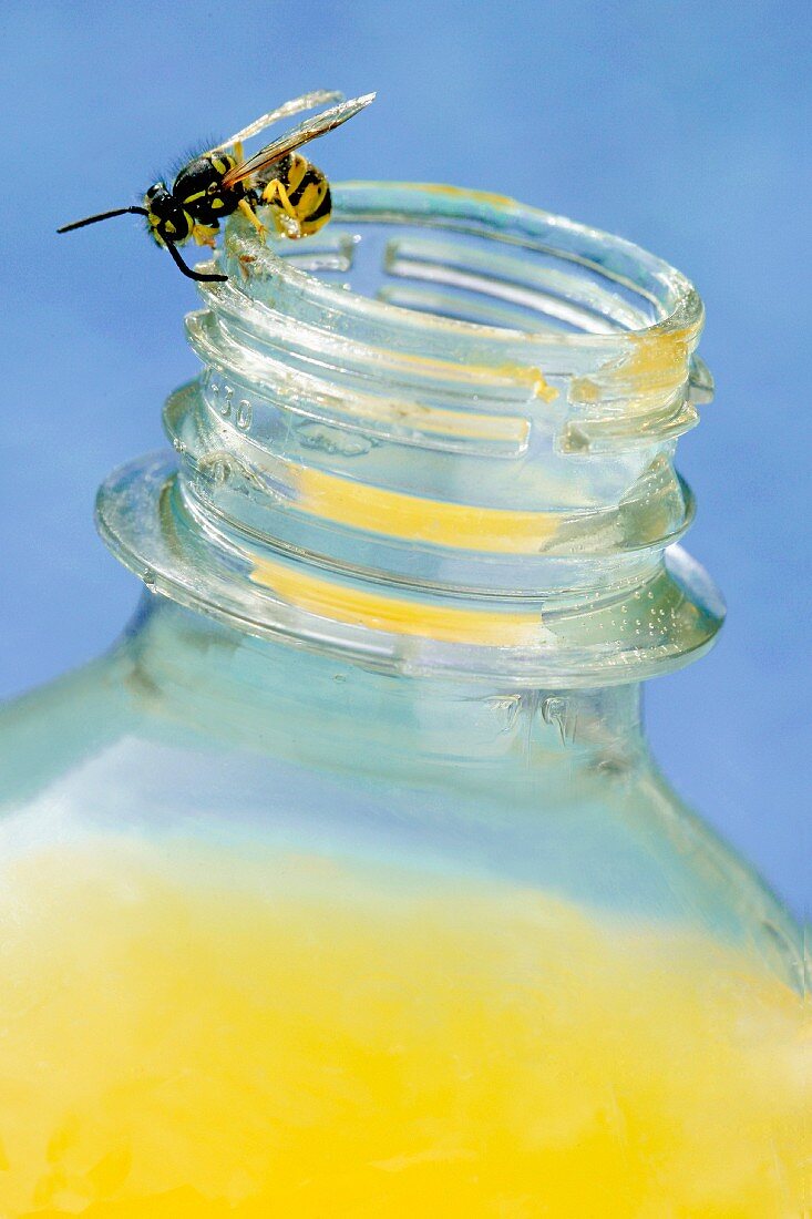 Wespe auf geöffneter Orangensaftflasche