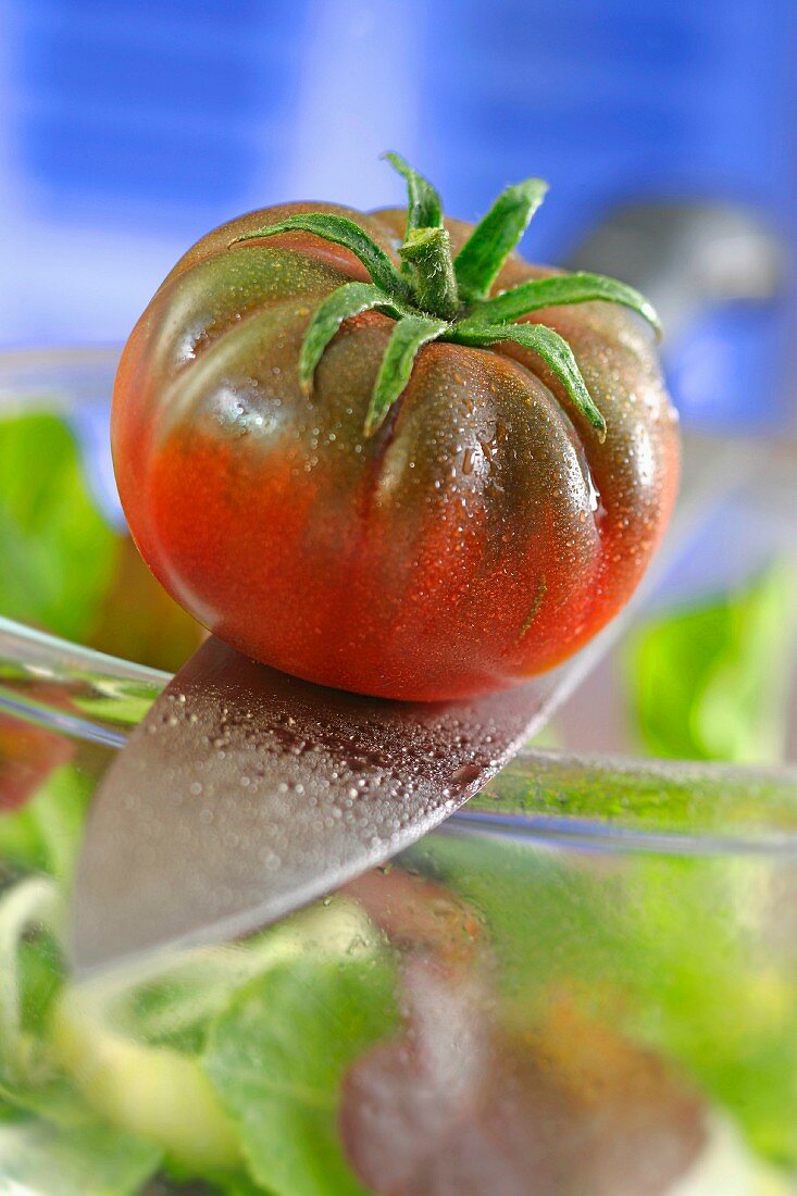 Tomate der Sorte Black Krim
