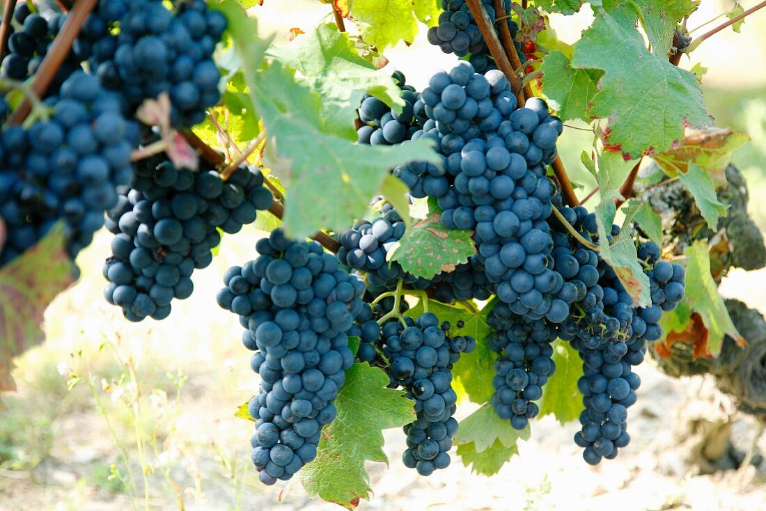 Bunches of black grapes on the vine ready to be picked