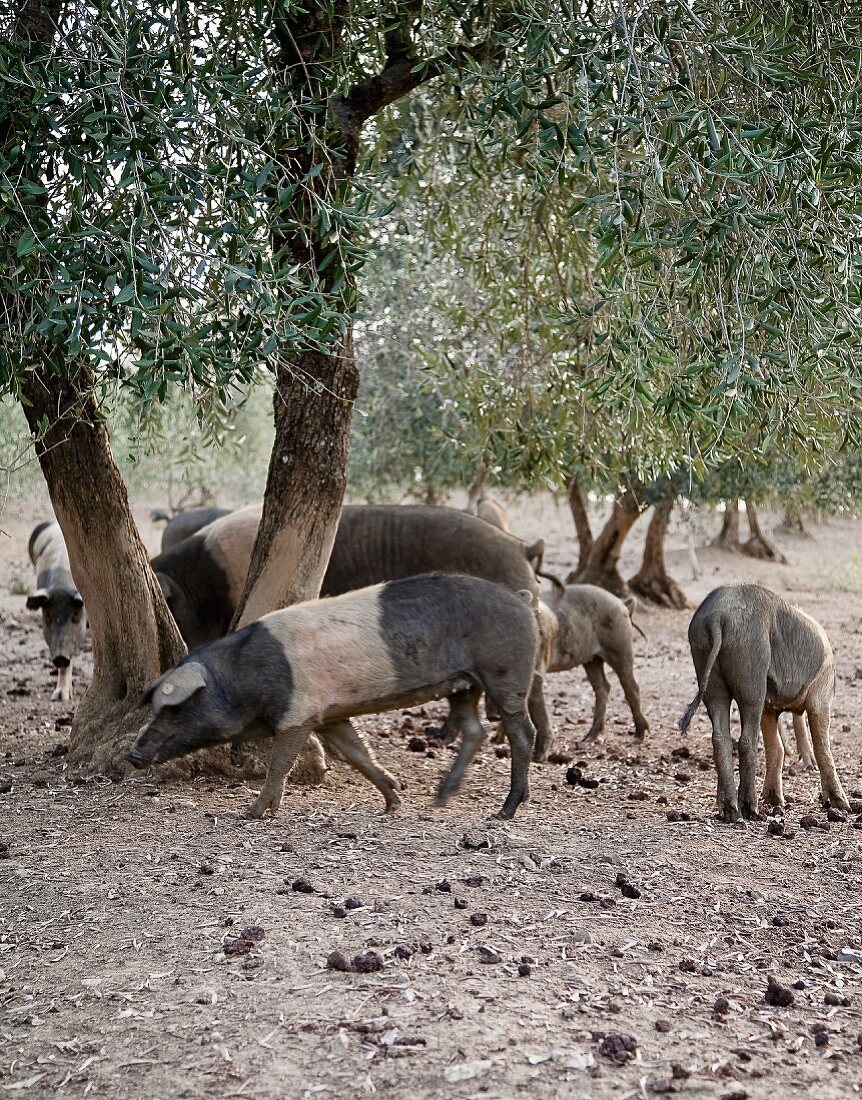 Schwarz-weiße Schweine unter Bäumen