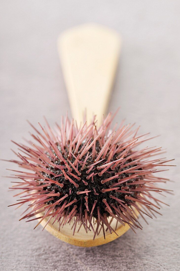 Urchin