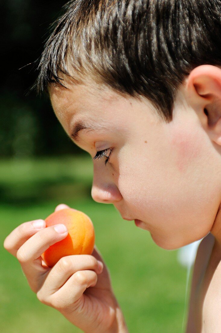 Young boy eating an apricot